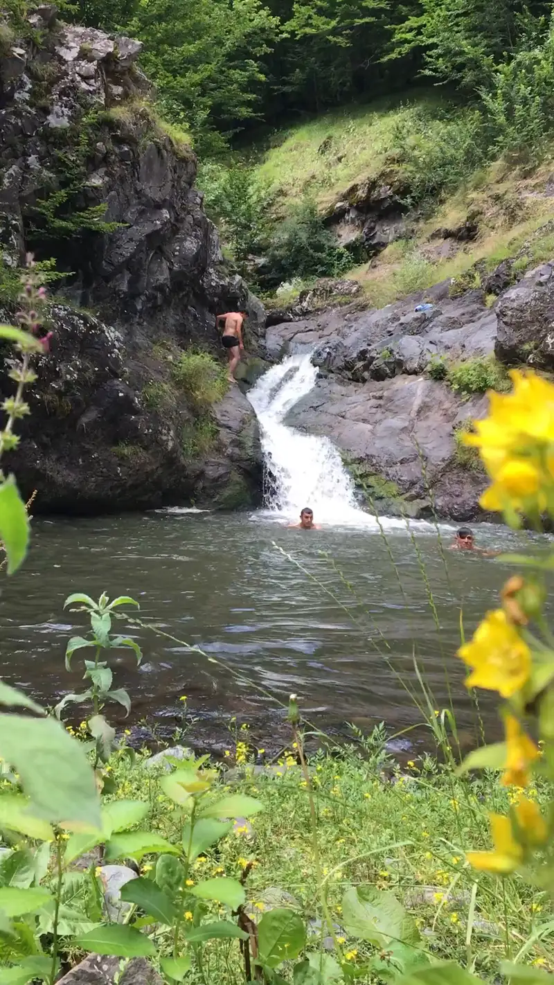 A waterfall spilling into a wide green pool with yellow wildflowers in the foreground